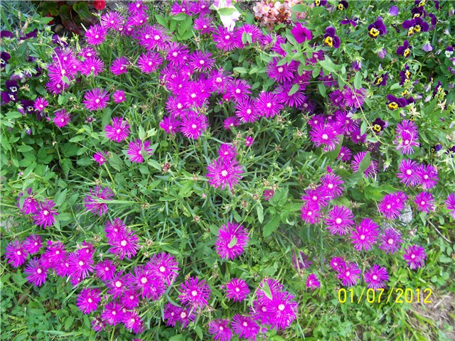 Delosperma congestum